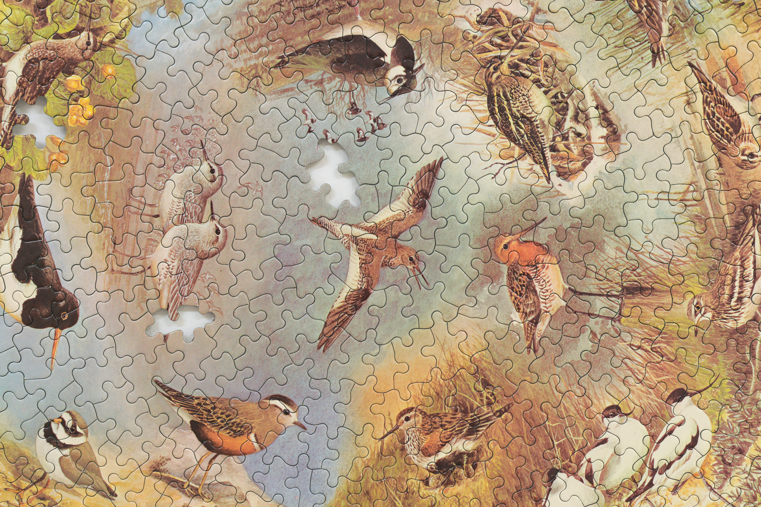 Emily Jones, British Waders, puzzle (detail) Emily Jones, British Waders, puzzle (detail)