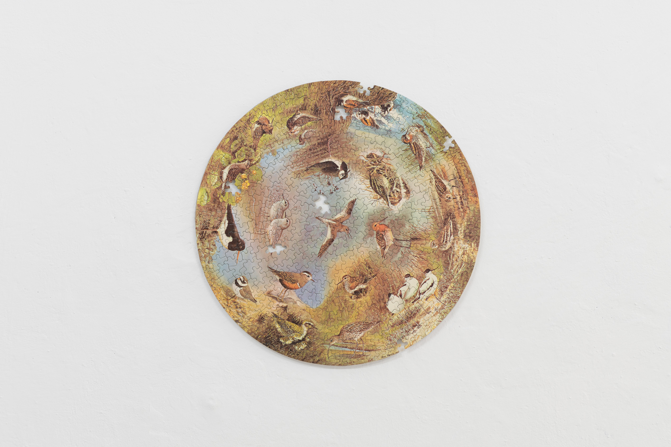 Emily Jones, British Waders, puzzle Emily Jones, British Waders, puzzle